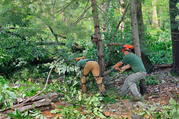 Professional Tree Service in Moreland, ID